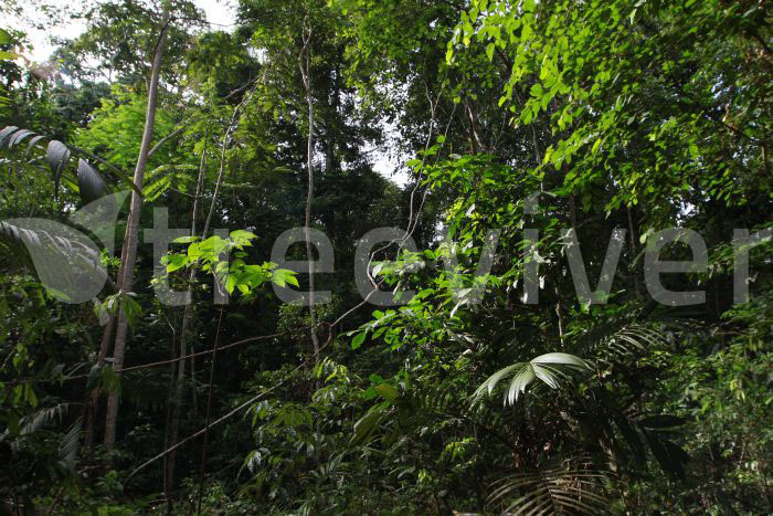 TreeViver fotónapló Amazóniából.