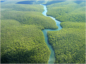 Az esőerdők óriási fotoszintetizáló felületet képeznek.