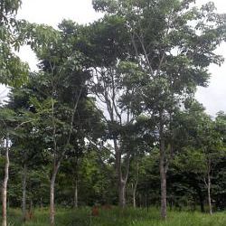 TreeViver: Fotónapló Amazóniából